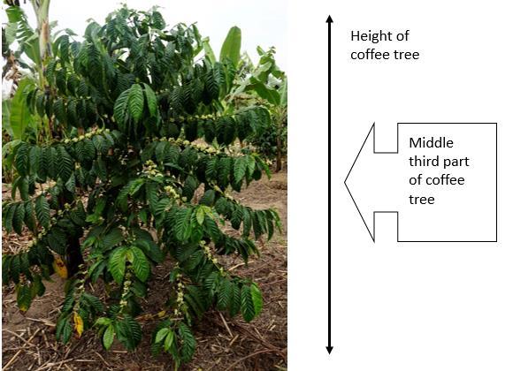 of examination, then it was excluded from the study. Figure 3. Coffee plot representing one farm with three parallel lines for investigation.