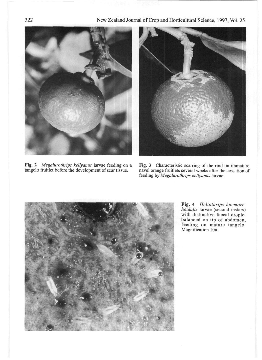 New Zealand Jurnal f Crp and Hrticultural Science, 997, Vl. Fig. Megalurthrips kellyanus larvae feeding n a Fig.