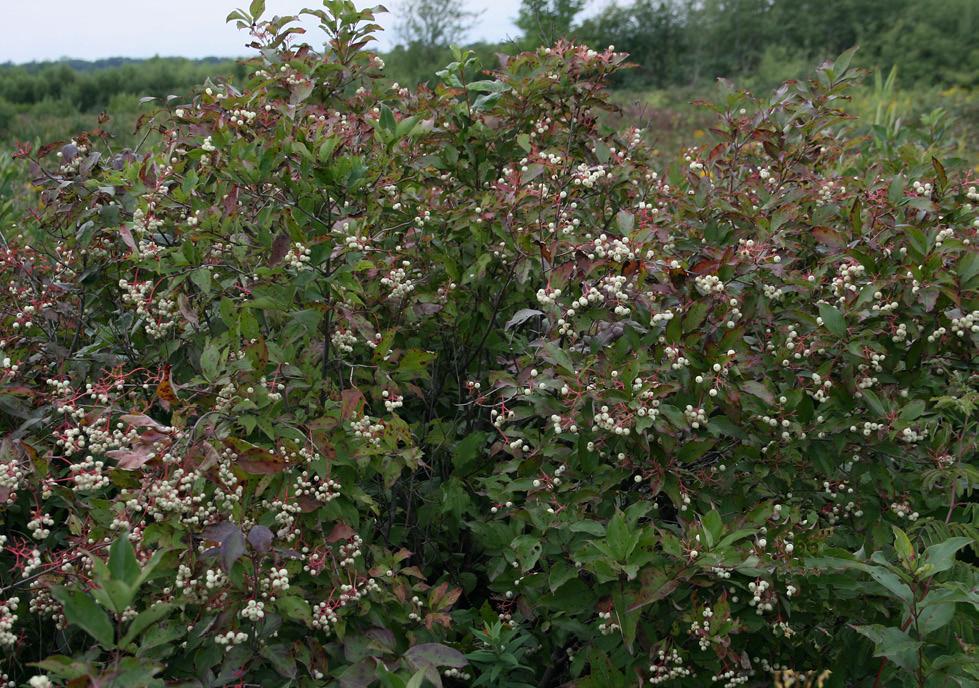 GRAY DOGWOOD (Cornus racemosa Lam.) DOGWOOD FAMILY (Cornaceae) C of C: Native (2) IND. STATUS: FACW SYNONYM: Cornus foemina P. Mill. FIELD CHARACTERISTICS: An erect, deciduous shrub usually 1-3 m.