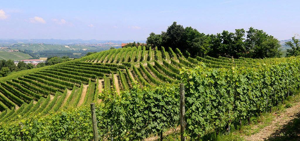 They follow a number of the region s more traditional practices, including maintaining plantings of Dolcetto and Barbera.