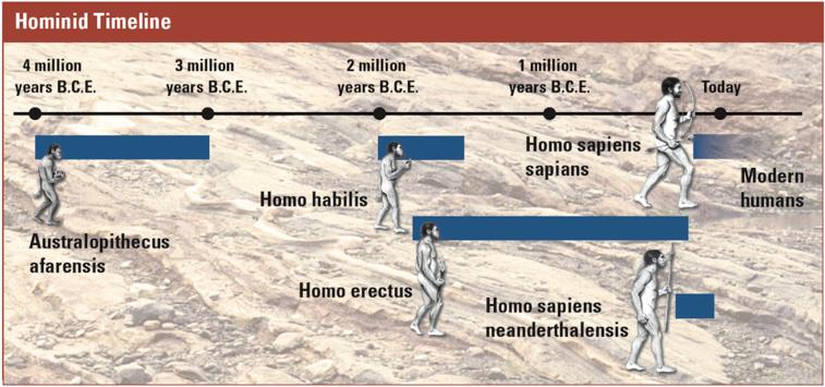 Paleoanthropologists have studied the remains and artifacts of five groups of hominids to learn about them. The remains of other hominids like Lucy have been found in the same area.