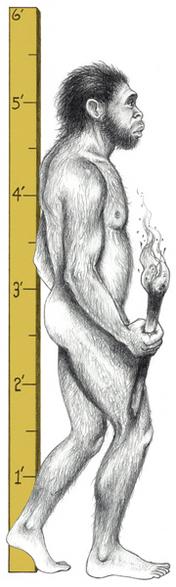 2.4. Homo Erectus: Upright Man Homo erectus A third type of hominid was discovered in 1891 by a Dutchman named Eugene Dubois (doo- BWAH).