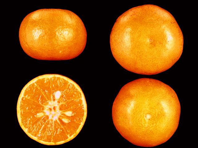 Mandarin Scions 5 MURCOTT (HONEY TANGERINE) Type and Parentage: Probably a hybrid of a Tangerine and Sweet Orange Average Diameter: 2 3/4 inches Seeds per Fruit: 10-20 Commercial Harvest Season: Jan