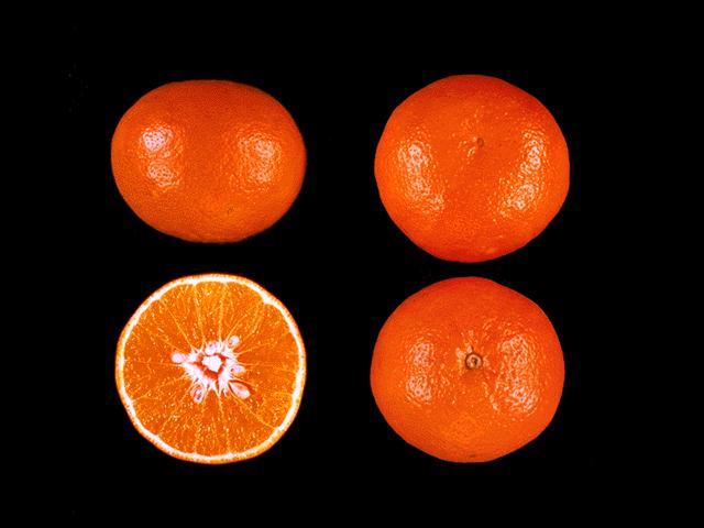 It is a hybrid between what is now thought to be Duncan grapefruit and Dancy tangerine. The fruit is similar in many respects to the Orlando, however, its quality is considered to be superior.