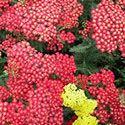 It looks great with Agastache, Salvia, and other purple flowering sun plants! Achillea 'Paprika' Price: $6.75, 3+ $6.