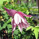 75 Clematis 'Hendryetta' has nodding, lightly fragrant, 2-3" rosy lavender flowers that emerge along the stem rather than only at the top.