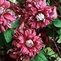 75 Clematis 'Princess Diana' grows 8 to 10' high with 2" tulip-shaped, reddish-pink flowers that bloom profusely from July to September