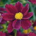 It has creamy yellow petals around a burgundy red eyezone, blooming from early summer to fall on a 15" high by 18" wide clump.