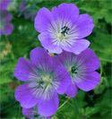 00 Geranium 'Elizabeth Ann' is a wonderful plant with chocolate colored foliage topped with lavender flowers in the summer, plus the foliage