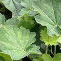 00 Heuchera 'Apple Crisp' (PP#23576) has uniquely crisped foliage forming a very compact clump of white veiled, green foliage with white