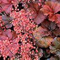 00 Heuchera 'Autumn Bride' is a spectacular, easy to grow coral bell with fuzzy, bright lime green foliage topped and a profusion of giant