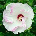 It grows 8" high and 14" wide with 20" flowers. Hibiscus 'Ballet Slippers' Price: $14.