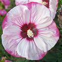 75 Hibiscus 'Blue River II' forms a 4 to 5' tall shrub-like plant of bluish-green foliage covered with large, pure white flowers with no
