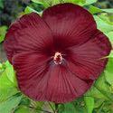 covered with deep, cranberry red, 7 to 8" flowers from midsummer into fall. Hibiscus 'Crown Jewels' Price: $10.