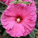 white flowers with a streaky, radiating red eye. Hibiscus 'Heartthrob' Price: $10.