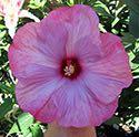 It is somewhat compact, growing to 4' high, and is covered with 8 to 10" flowers in late summer. Hibiscus 'Jazzberry Jam' Price: $11.