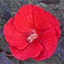 leaves. It grows 4 1/2' high and blooms late in the year for some great autumn color. Hibiscus 'Midnight Marvel' Price: $12.