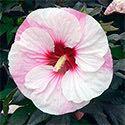 75 Hibiscus 'Party Favor' (PP#22250) has long blooming, 8 to 10" glossy cotton candy pink flowers with heavily ruffled, overlapping