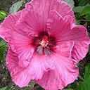 medium pink petals with a darker rose-red eye in late summer. The flowers are the largest we've ever seen on a hibiscus plant.
