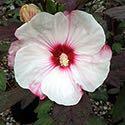 75 Hibiscus 'Plum Fantasy' (PP#25986) is very floriferous with red buds that open to 8 to 9" vibrant magenta red, puckered