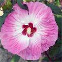 (PPAF) Hibiscus 'Super Rose' Price: $10.