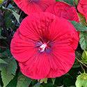 soft pink flowers in late summer and fall. Hibiscus 'Tie Dye' Price: $12.