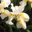 Iris sibirica 'Butter and Sugar' Price: $7.75, 3-4: $7.00, 5+ $6.00 Iris s.
