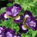 'Caesar's Brother' is a classic, tall Siberian iris with rich, deep violetblue flowers growing 40" high from upright, narrow, lance-shaped