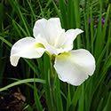 Iris sibirica 'Snow Queen' Price: $6.75, 3+ $6.