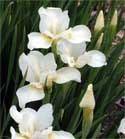 high above upright, narrow, lance-shaped green foliage. Iris sibirica 'White Swirl' Price: $7.75, 3-4: $7.00, 5+ $6.