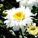 above low growing, blue-green foliage, forming a 20" wide clump. Leucanthemum 'Freak' Price: $8.