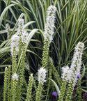 25 Liatris 'Floristan Violet' has upright purple spikes over grass-like foliage in summer.