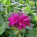 Monarda 'Balmy Purple' Monarda 'Balmy Purple' is a part of a series of mildew resistant, very compact and floriferous bee balm that