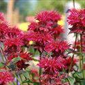 (PP#25561) Monarda 'Colrain Red' Monarda 'Colrain Red' has nice bright red flowers on tall 3 to 4 foot stems with aromatic, mint scented
