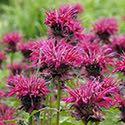 Monarda 'Raspberry Wine' Monarda 'Raspberry Wine' has, as its name suggests, reddish-purple flowers that blossom midsummer to fall on 36" stems.
