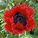 Poppy 'Flamenco Dancer' Papaver 'Flamenco Dancer' (PP#20123) is a tall Oriental poppy with red petals that