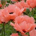 Poppy 'Pink Ruffles' Papaver 'Pink Ruffles' (PP#12712) is a tall Oriental poppy with deeply fringed