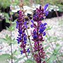 Salvia 'Burgundy Candles' Salvia 'Burgundy Candles' has tall burgundy flower stalks with rich blue flowers and burgundy calyxes which all lend to an extended, colorful show in