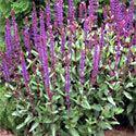 (PP#22754) Salvia 'Caradonna' Salvia 'Caradonna' has medium green foliage that acts as a backdrop to dark purple stems and violet-blue flower spikes that grow to 24" in summer.