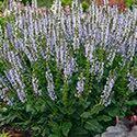 00 Salvia 'Crystal Blue' has sky-blue flowers over gray-green foliage, growing just 20" high.