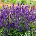 Salvia 'Crystal Blue' is a Proven Winners perennial selection and like most Salvia it performs best in rich soil with even moisture. (PP#26344) Salvia 'Violet Riot' Price: $9.