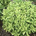 00 Sedum 'Angelina' is a low growing groundcover with bright golden yellow, soft needle-like foliage with yellow flowers.