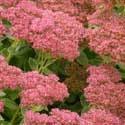 It grows 24" high with light pink flowers in the fall. (PP#18398) Sedum 'Autumn Fire' Price: $7.75, 3-4: $7.00, 5+ $6.