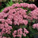 00 Sedum 'Cherry Truffle' (PP#24602) is a mid-sized upright sedum that develops dark purple-red to glossy red-black leaves and is topped