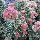 Sedum 'Frosted Fire' Price: $8.75, 3-4: $8.00, 5+ $7.