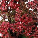 It has nice clean variegation and pink flowers in the fall, growing relatively compact at 15" high and 18" wide.