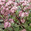 00 Sedum 'Hot Stuff' (PP#17212) is a bright, neon purplish-pink with strong, short stems on a very compact plant.