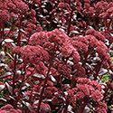 50 Sedum 'Touchdown Teak' has nice glossy red-brown to purple-brown leaves, red stems, and a vigorous, upright-but low habit, capped with rose-red flowers in