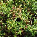 50 Sedum acre is a tightly low growing groundcover topped with yellow flowers in the spring.
