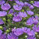lance-shaped green foliage. It grows 15" high and 18" wide. (PP#26164) Stokesia 'Peachie's Pick' Price: $7.75, 3-4: $7.00, 5+ $6.